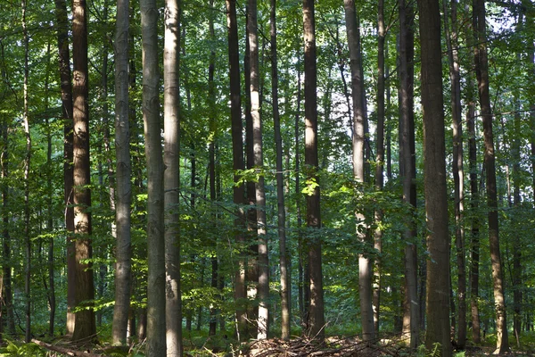 Troncs dans la forêt verte — Photo