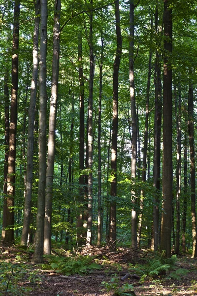 Стовбури в зеленому лісі — стокове фото