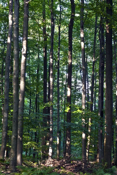 Troncos na floresta verde — Fotografia de Stock