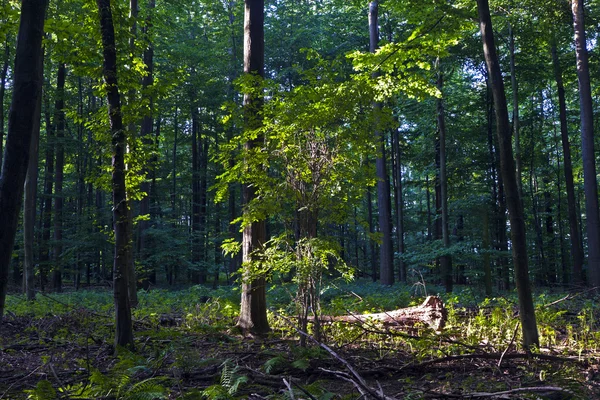 Troncos en bosque verde —  Fotos de Stock