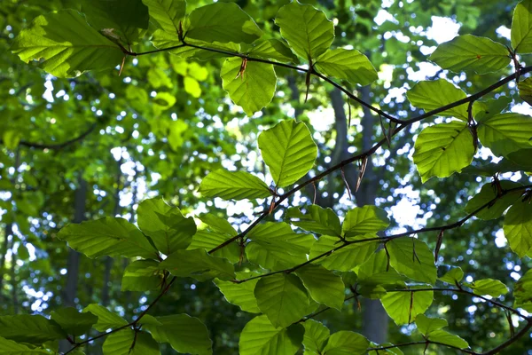 Bladeren van bomen in groen bos — Stockfoto
