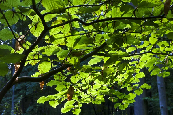 Folhas de árvores na floresta verde — Fotografia de Stock
