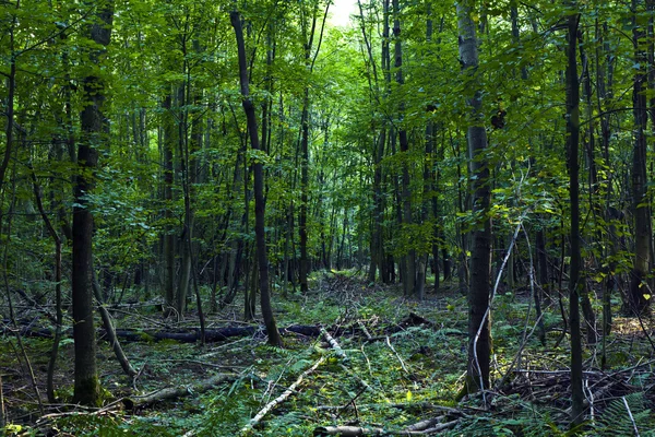 Стовбури в зеленому лісі — стокове фото