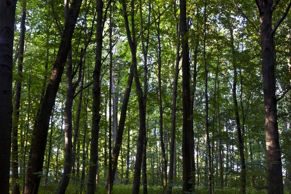 Troncos en bosque verde — Foto de Stock
