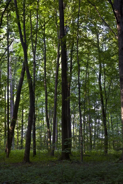 Yeşil orman gövdeleri — Stok fotoğraf