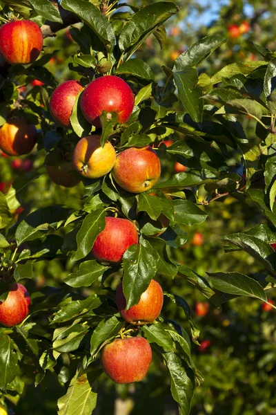 Ripe apples on a tree branch — Stock Photo, Image