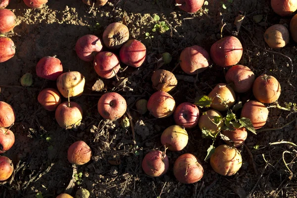 Pommes d'aubaine rouges — Photo