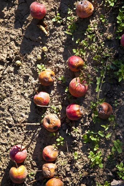 Frutos inesperados no prado — Fotografia de Stock