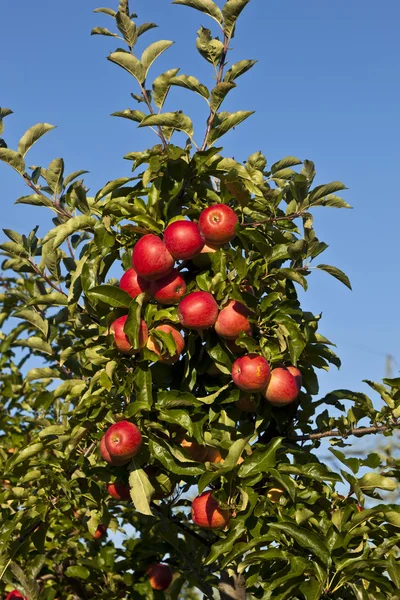 Dojrzałe jabłka na gałęzi drzewa — Zdjęcie stockowe