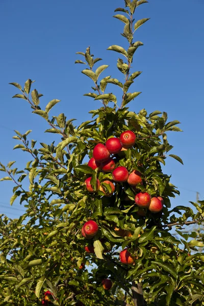 Dojrzałe jabłka na gałęzi drzewa — Zdjęcie stockowe