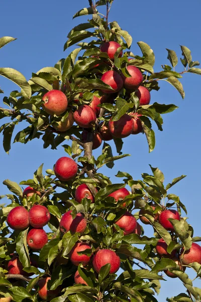 Manzanas maduras en una rama de árbol — Foto de Stock