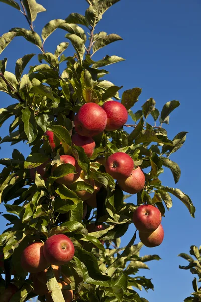 Reife Äpfel auf einem Ast — Stockfoto