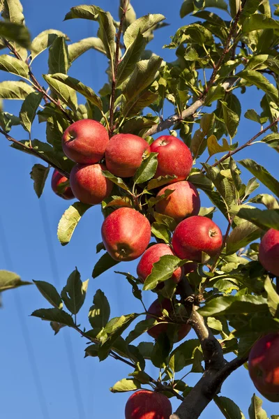 Manzanas maduras en una rama de árbol — Foto de Stock