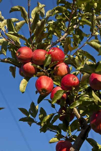 Zralá jablka na větvi stromu — Stock fotografie