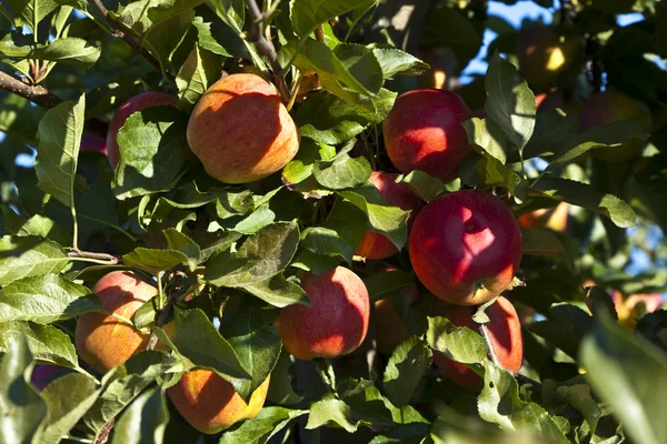 Стиглі яблука на гілці дерева — стокове фото