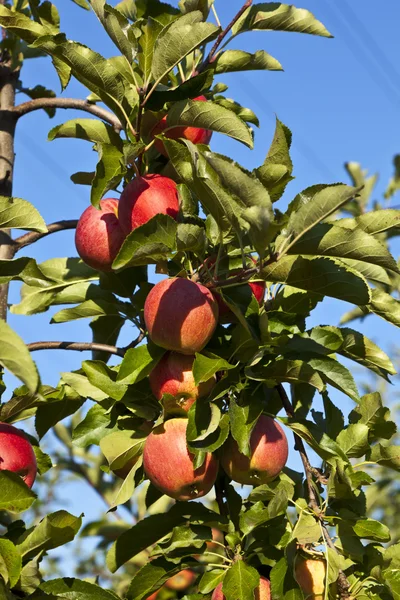 成熟的苹果在树枝上 — 图库照片