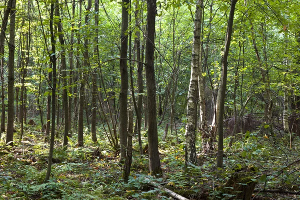 Stämme im wilden Wald — Stockfoto