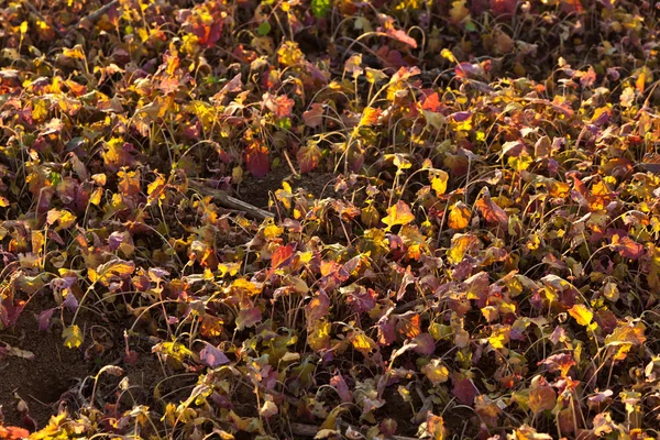 stock image Field after harvest with plants in sunset