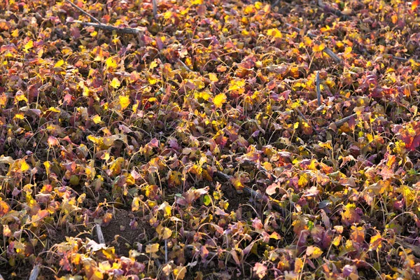 stock image Field after harvest with plants in sunset