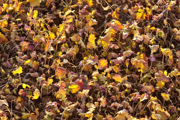 Campo después de la cosecha con plantas al atardecer — Foto de Stock