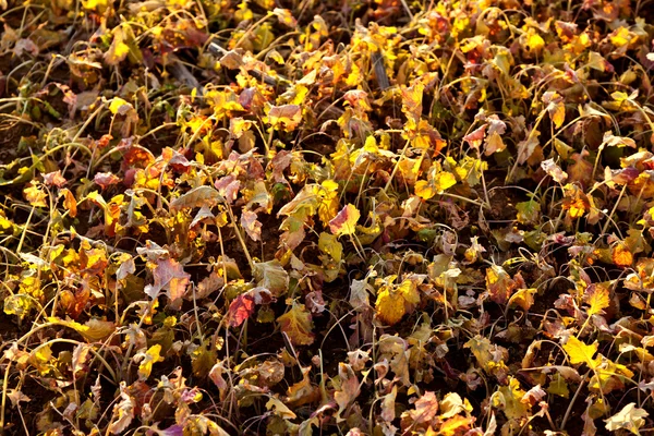 stock image Field after harvest with plants in sunset