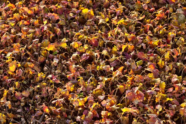 stock image Field after harvest with plants in sunset