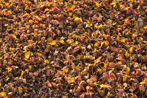 Stock image Field after harvest with plants in sunset