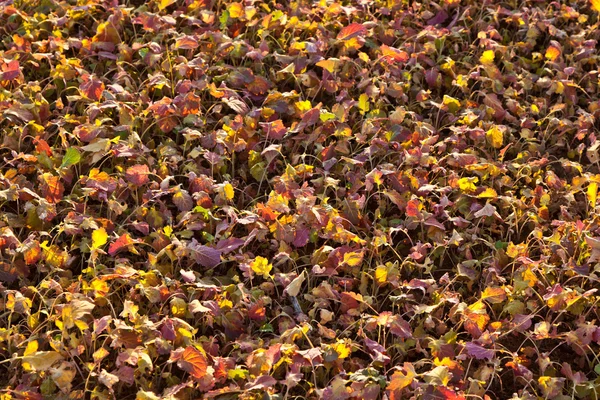 stock image Field after harvest with plants in sunset