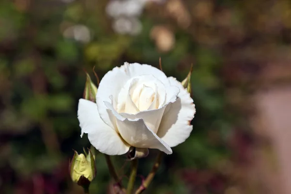 Ανθισμένα τριαντάφυλλα — Φωτογραφία Αρχείου