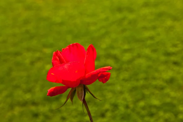 バラの開花 — ストック写真