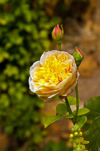 Kvetoucí růže — Stock fotografie
