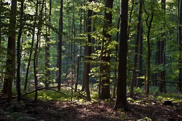 Ormanda güzel ağaçlar — Stok fotoğraf