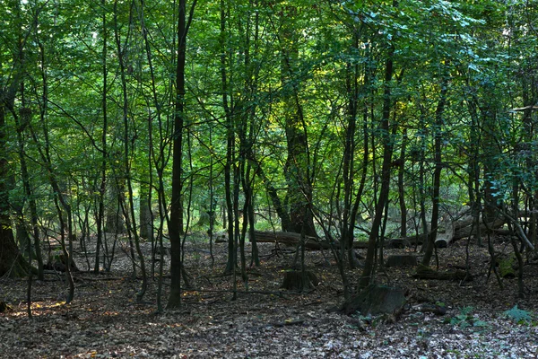 Krásné stromy v lese — Stock fotografie