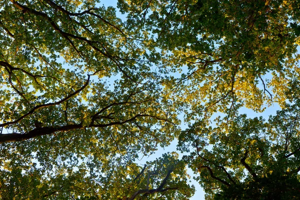 Corona di albero con foglie colorate e cielo blu — Foto Stock
