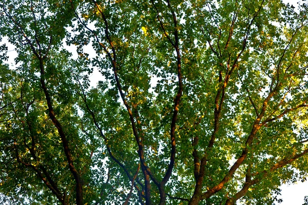 Coroa de árvore com folhas coloridas e céu azul — Fotografia de Stock