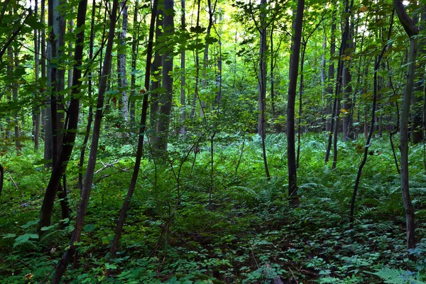 Copaci frumoși în pădure — Fotografie, imagine de stoc