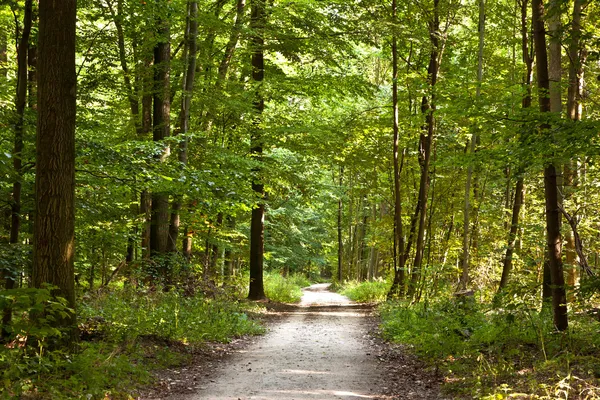 Camino en el bosque con hermosos árboles — Foto de Stock