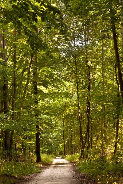 Güzel ağaçlar ile orman yolunda — Stok fotoğraf