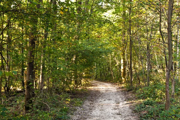 Cesta v lese s krásné stromy — Stock fotografie