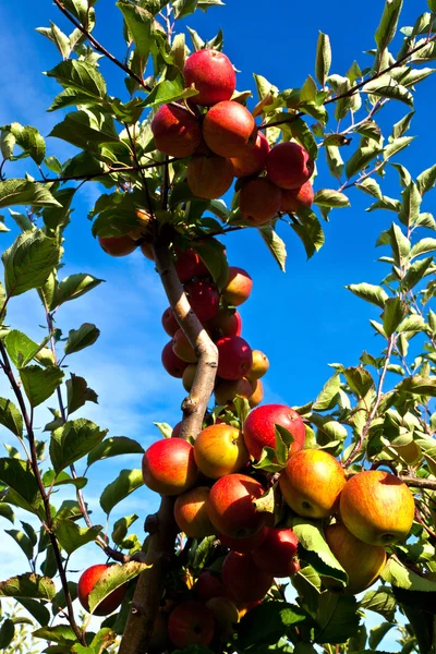 Reife Äpfel am Baum — Stockfoto