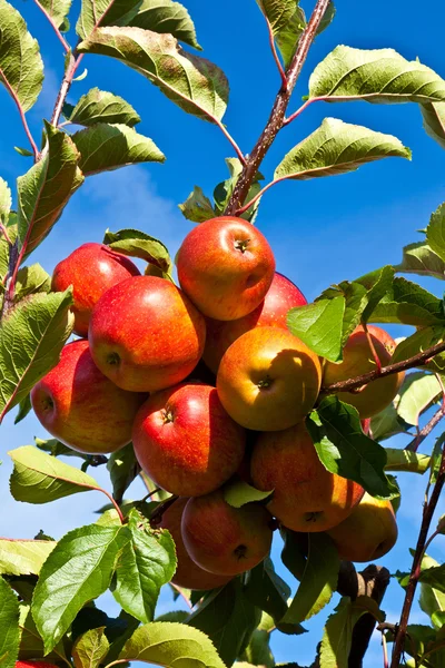 Olgun elma ağacı — Stok fotoğraf