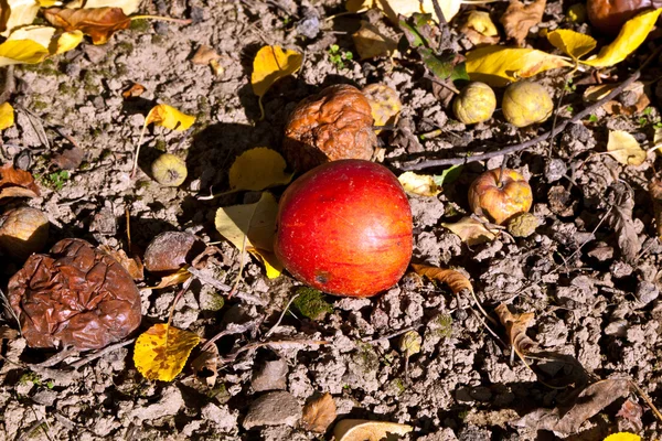 Geldsegen für Äpfel — Stockfoto
