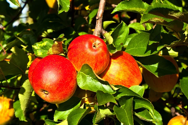 나무에서 익은 사과 — 스톡 사진