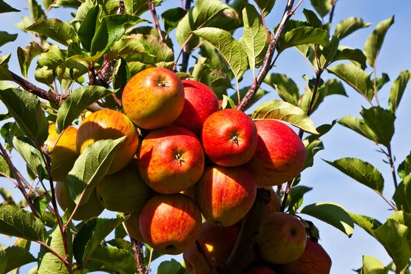 ต้นแอปเปิ้ลสุก — ภาพถ่ายสต็อก