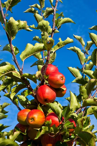Спелые яблоки у дерева — стоковое фото