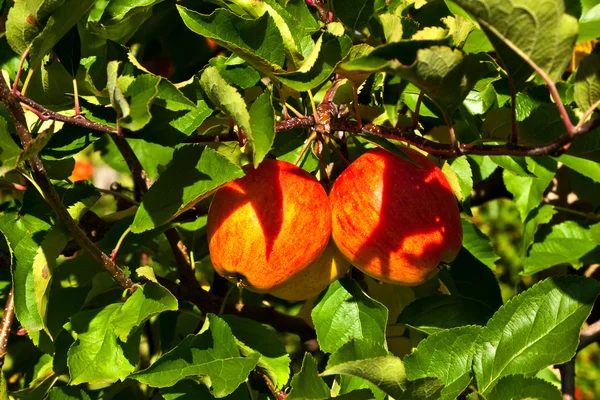 Спелые яблоки у дерева — стоковое фото