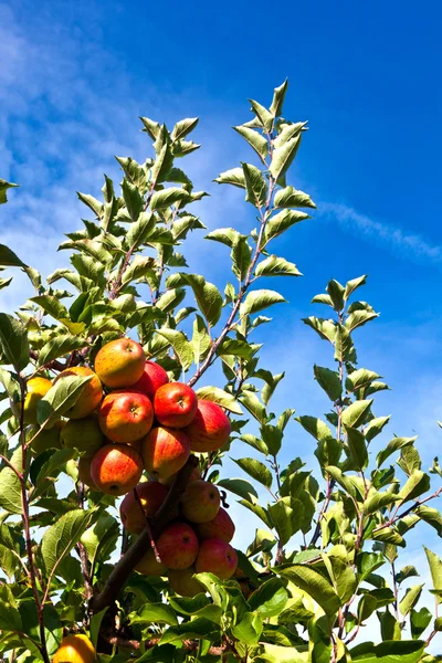 Зрізати яблука на дереві — стокове фото