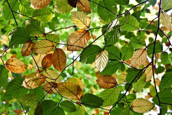 Composition of oak leaves — Stock Photo, Image