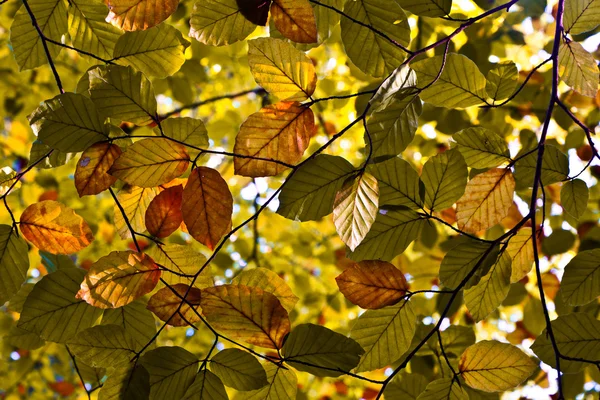 Composition of oak leaves — Stock Photo, Image