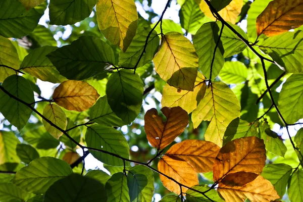 Composição das folhas de carvalho — Fotografia de Stock